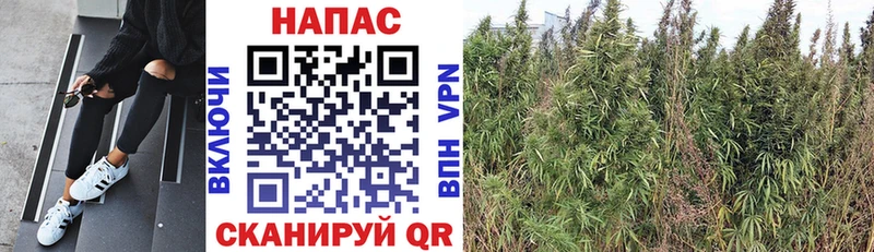 Бошки Шишки MAZAR Плавск